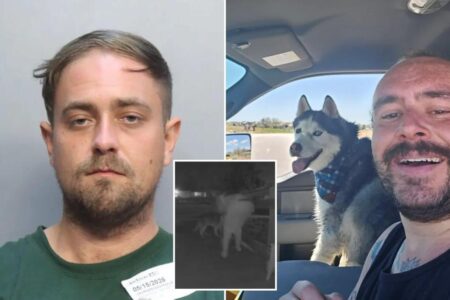 Florida house sitter arrested weeks after allegedly stealing Colorado airman’s dog who was later found dead inside abandoned car
