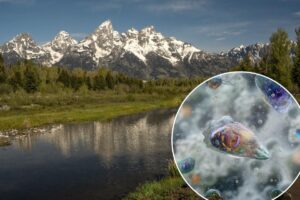 America’s favorite national parks are a cesspool of brain-eating amoebas: study