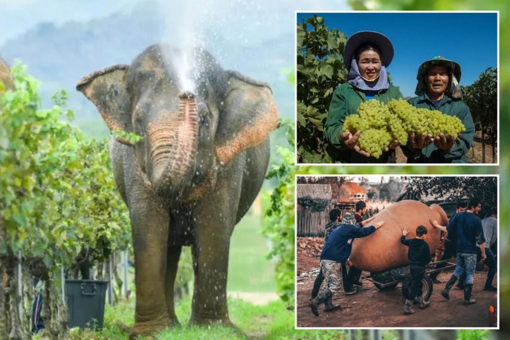 Forget France, these exciting wine regions around the world are worth the sip