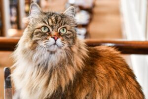 Dear Abby: My husband refuses to let me get a new cat