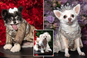 Haute dog couture! NYC pups adorably pose in luxe Met Gala-inspired looks at annual Pet Gala