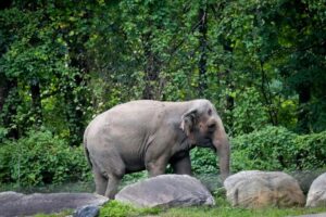 Bronx Zoo’s Happy the Elephant, behind infamous ‘person’ lawsuit, euthanized