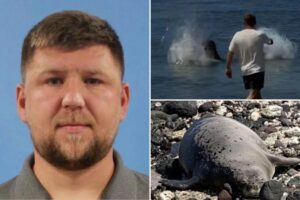 Arrogant tourist arrested week after viral video caught him hurling rock at beloved seal ‘Lani’ in Hawaii