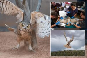 Owl found stuck in a concrete mixer in Utah is on the mend and flying free