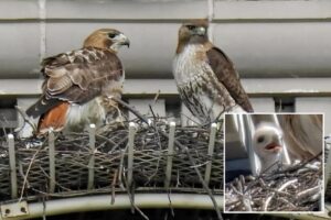 Pale Male’s mate shacks up with boy toy years after iconic NYC hawk’s death: ‘She’s a cougar!’