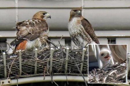 Pale Male’s mate shacks up with boy toy years after iconic NYC hawk’s death: ‘She’s a cougar!’