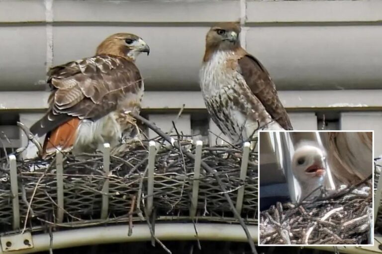 Pale Male’s mate shacks up with boy toy years after iconic NYC hawk’s death: ‘She’s a cougar!’ Pale Male’s mate shacks up with boy toy years after iconic NYC hawk’s death: ‘She’s a cougar!’