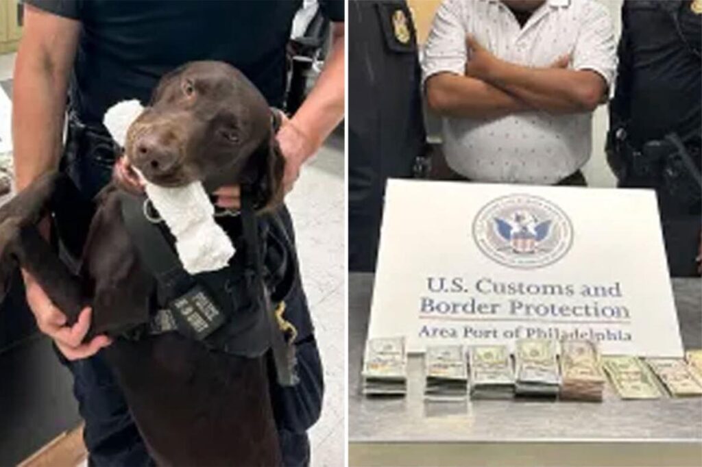 Airport police dog sniffs out and seizes K cash — now, TSA is warning passengers why