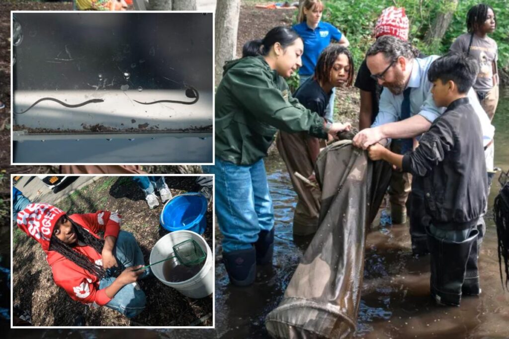 Exclusive | Slippery slope: Cold winter affects NYC migration of this nearly see-through fish