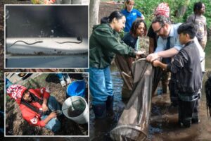 Exclusive | Slippery slope: Cold winter affects NYC migration of this nearly see-through fish