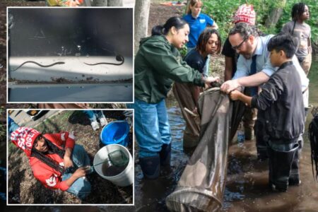 Exclusive | Slippery slope: Cold winter affects NYC migration of this nearly see-through fish