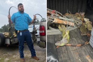 Leapin’ lizards! Cops stop man with 13 zip-tied iguanas inside vehicle