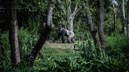 ‘Attenborough effect’ sees interest surge in Rwanda’s gorilla tourism