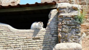 A ‘cats of Rome’ running tour has just launched