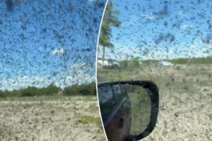Horrifying video shows plague of parasite-ridden mosquitoes swarming as tourists take cover in their cars