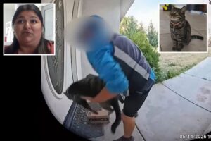 Shock twist after California Amazon delivery driver caught taking family cat off their doorstep Shock twist after California Amazon delivery driver caught taking family cat off their doorstep