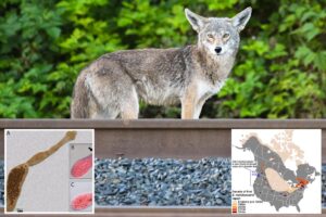 Deadly ‘fox tapeworm’ linked to lethal disease detected in West Coast wildlife Deadly ‘fox tapeworm’ linked to lethal disease detected in West Coast wildlife