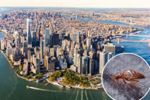 US states with greatest risk of bed bugs revealed— and NY shockingly doesn’t make top 5 US states with greatest risk of bed bugs revealed— and NY shockingly doesn’t make top 5