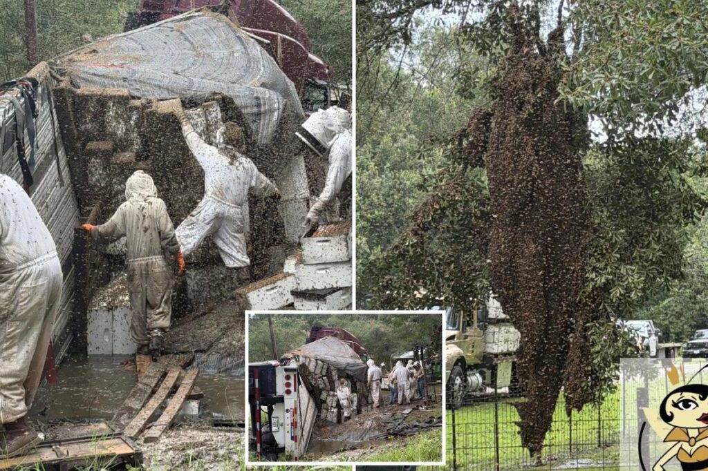 Millions of bees escape after truck carrying hives in Texas crashes in chaotic scene Millions of bees escape after truck carrying hives in Texas crashes in chaotic scene