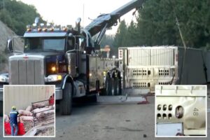 Moment dazed pigs make a run for it after huge big rig flips on interstate