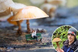 New magic mushroom makes users see tiny ‘gnome’ people — scientists have no idea how it’s doing that