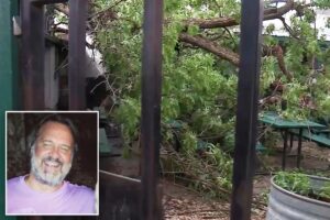 Lawsuit filed after tree dubbed ‘Widow Maker’ fatally crushes  Texas father at BBQ restaurant