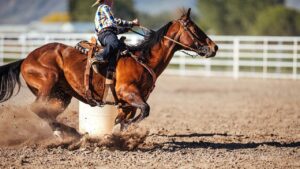Teen athlete arrested, three horses pulled from competition after alleged overnight barn attack