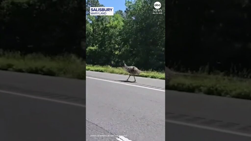 Escaped emu leads police on highway chase