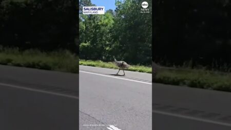 Escaped emu leads police on highway chase