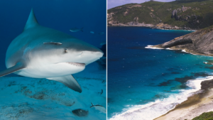 Spearfisherman killed by suspected 15-foot shark after third fatal attack in less than a month Spearfisherman killed by suspected 15-foot shark after third fatal attack in less than a month