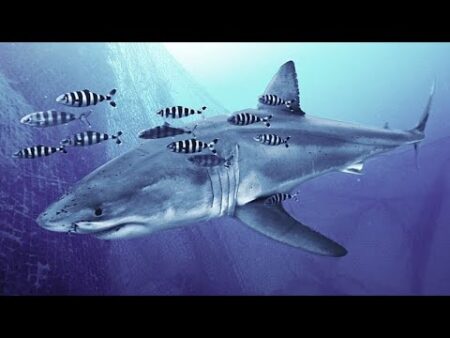 Divers made the first video ever of this shark in the Med – then got back to work on the real threat