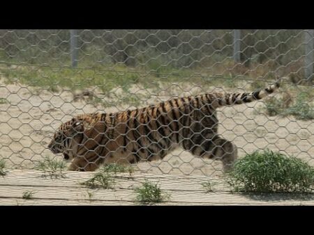 Amur tigers released into the wild in Kazakhstan to help restore the extinct Turan species Amur tigers released into the wild in Kazakhstan to help restore the extinct Turan species