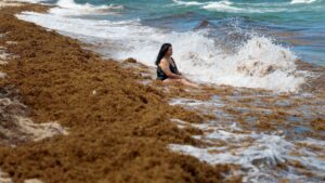 Record seaweed invasion leaves beachgoers gagging as fumes raise health fears Record seaweed invasion leaves beachgoers gagging as fumes raise health fears