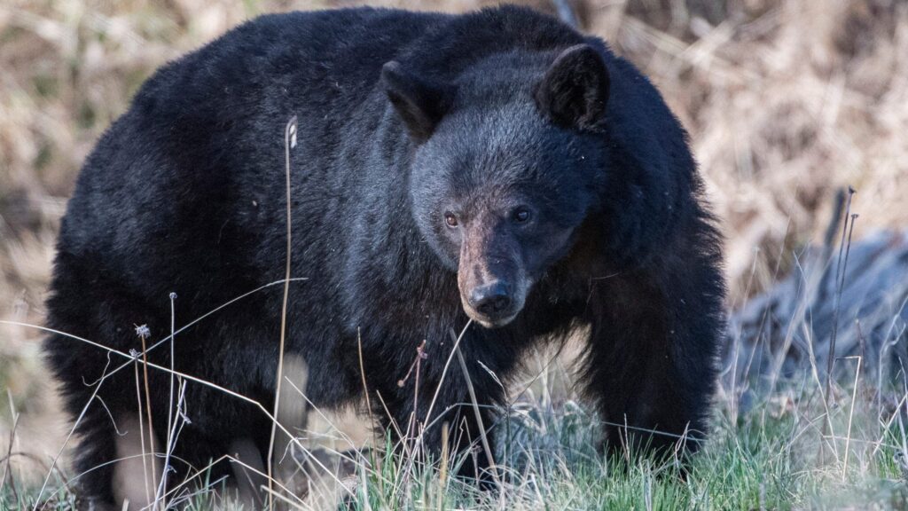California couple fights off 70-pound black bear with hatchet and water bottle outside their home California couple fights off 70-pound black bear with hatchet and water bottle outside their home