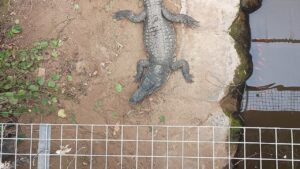 Man charged with attempted murder, released after allegedly forcing toddler into crocodile enclosure at zoo