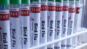 H5N1 bird flu confirmed in Australia for the first time, meaning virus has now reached every continent H5N1 bird flu confirmed in Australia for the first time, meaning virus has now reached every continent