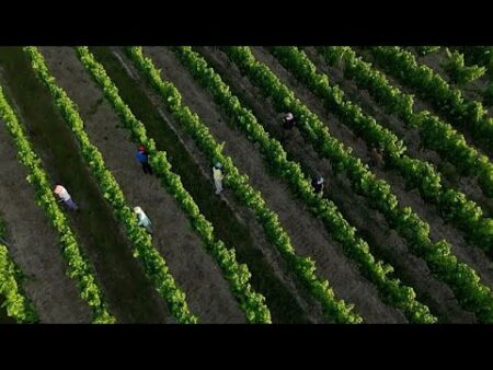 Farms, schools, rail and health services under strain as heatwave grips France