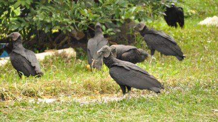 Vulture takeover sparks outrage as droppings coat homes, cars and sidewalks