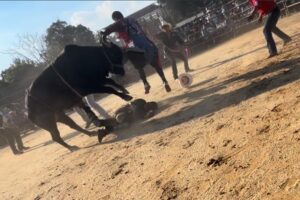 Bronx rodeo where rider was hurled from bull and trampled on didn’t have permit: report