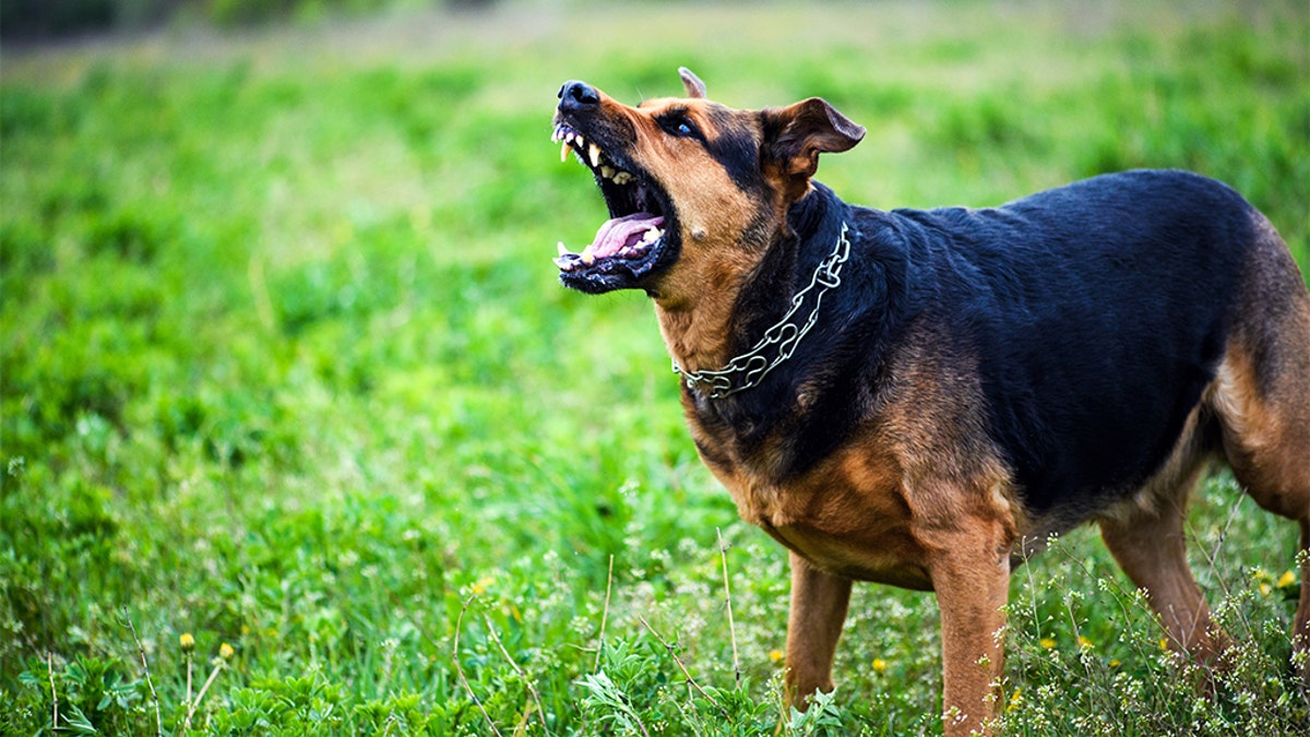 An attack dog