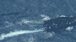 Overcrowded migrant vessel with 240 people on board intercepted near Turks and Caicos
