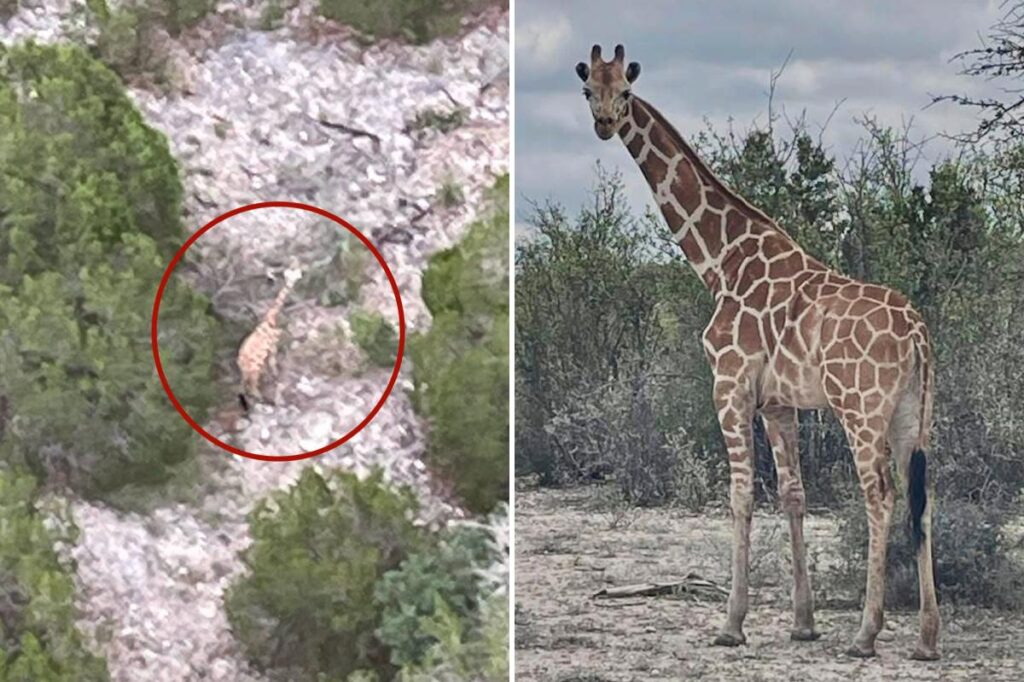 Gracie the giraffe found miles from enclosure — weeks after escape from Texas ranch