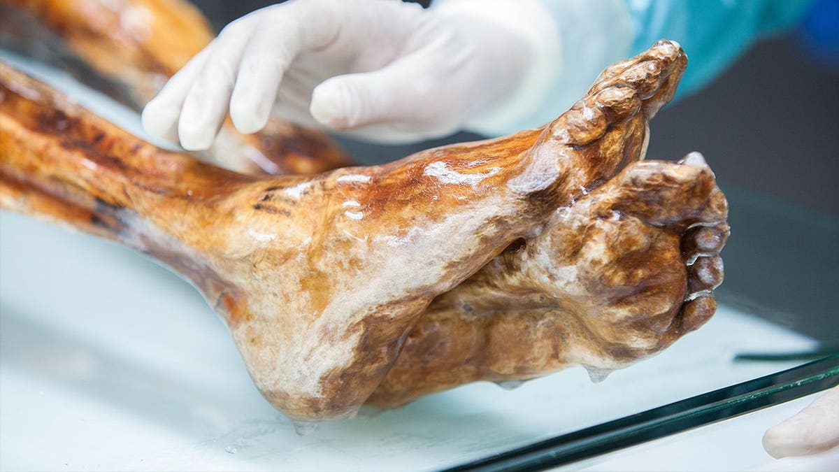 View of Ötzi the Iceman's mummified feet