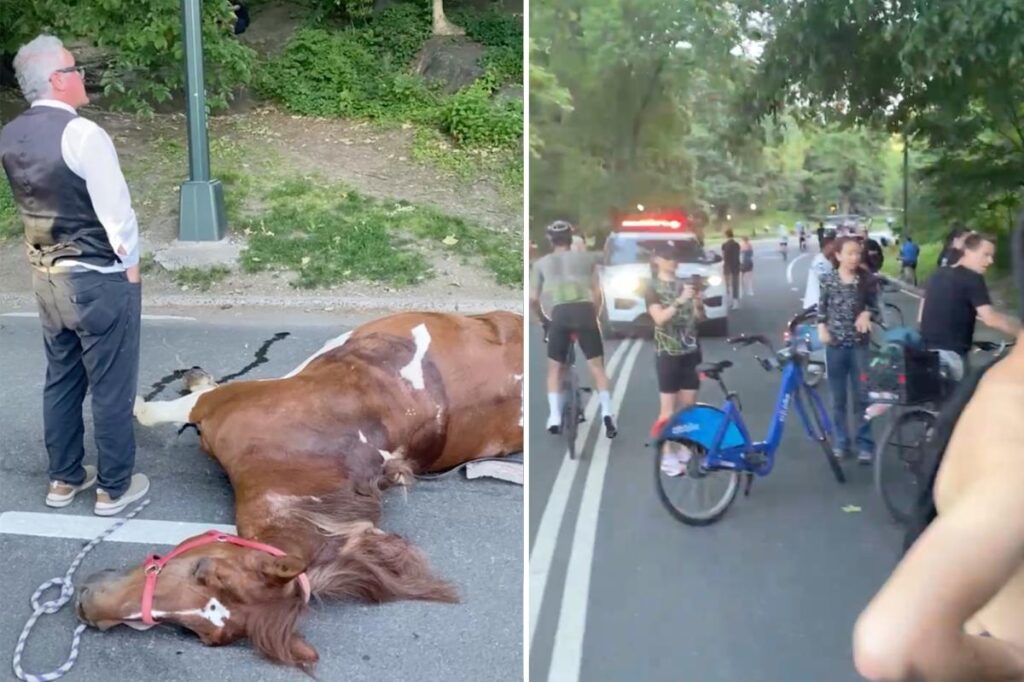 NYC carriage horse ate ‘lethal’ amount of toxic plant in Central Park before dying, report finds NYC carriage horse ate ‘lethal’ amount of toxic plant in Central Park before dying, report finds