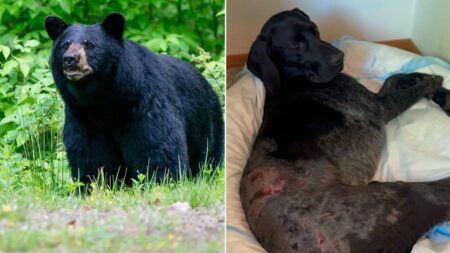 Alaska woman uses weapon to survive terrifying bear attack after predator mauls pooch: ‘I thought I was dead’