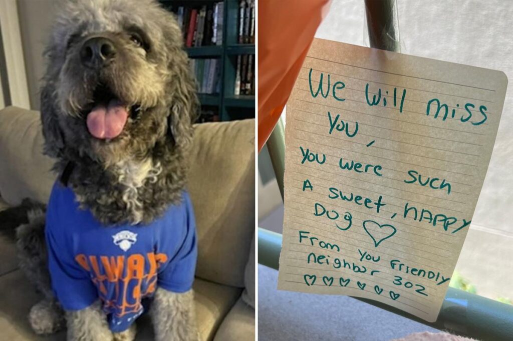 LAPD breaks silence on shooting investigation into death of beloved Knicks dog
