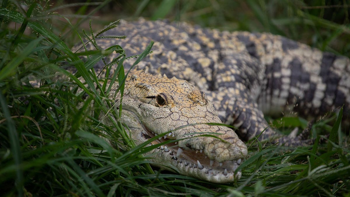 A morelet's crocodile outside its pond at the House of Crocodiles in Morelos Mexico