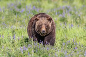 Mass grizzly bear reintroduction in California moves step closer