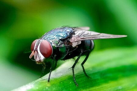 ‘Horror’ flesh-eating New World screwworm case detected in Texas: USDA