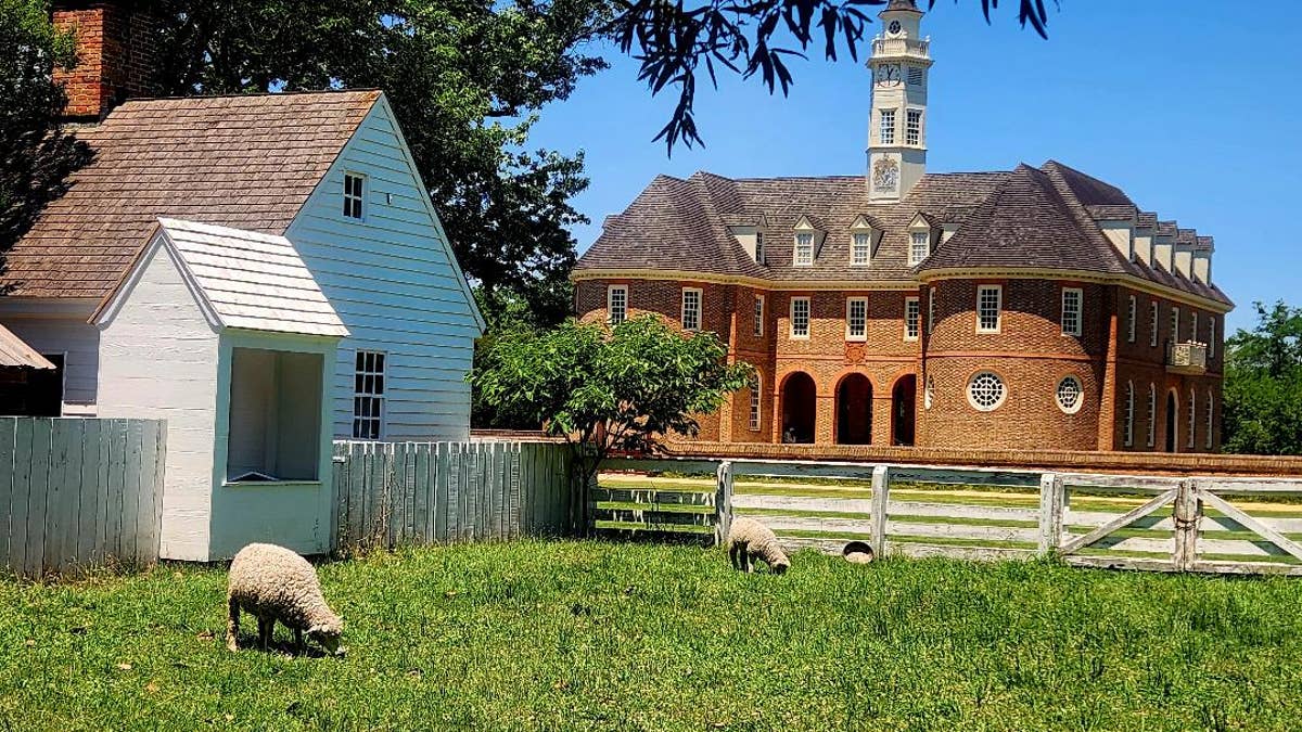 A sheep grazes near colonial buildings.
